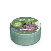 Αρωματικό κερί Kringle Candle Succulents αρωματικό κερί (42 g)